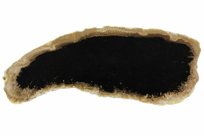 Polished Petrified Palmwood (Palmoxylon) Slice - Texas #166407